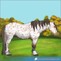 Horse Color:Bay Appaloosa 