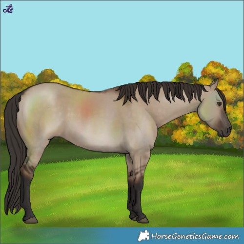 Horse Color:Liver Red Dun Rabicano 
