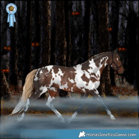 Horse Color:White Spotted Liver Chestnut Rabicano 