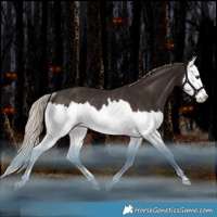 Horse Color:Liver Chestnut Splash Rabicano 