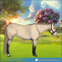 Horse Color:Buckskin Appaloosa 