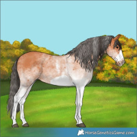 Horse Color:White Spotted Bay Frame