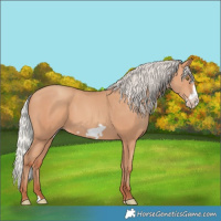 Horse Color:Silver Amber Champagne Frame 