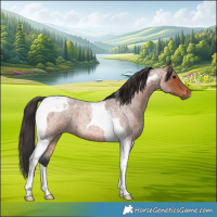 Horse Color:Bay Roan Tobiano 