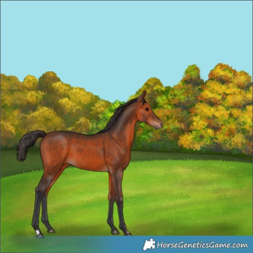 Horse Color:Bay 