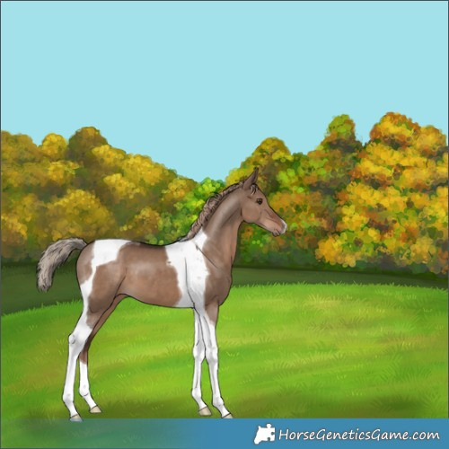Horse Color:Liver Red Dun Tobiano 