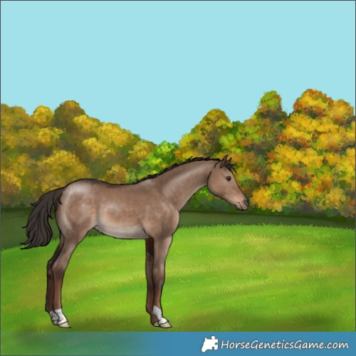 Horse Color:Liver Red Dun 