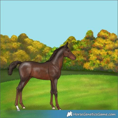Horse Color:Liver Chestnut 