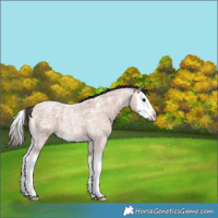 Horse Color:Bay Ice Roan Splash 