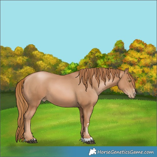 Horse Color:Chestnut Pearl