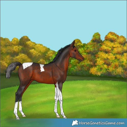 Horse Color:Bay Tobiano 
