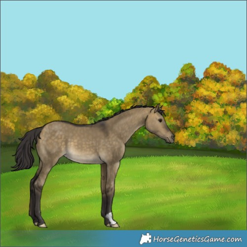Horse Color:Buckskin Dun 