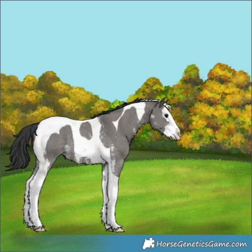 Horse Color:Grullo Sabino Splash Tobiano Rabicano 