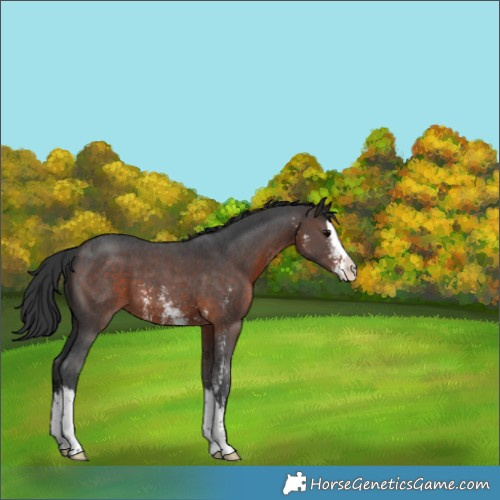 Horse Color:Brown Sabino Splash 