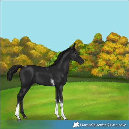 Horse Color:Gray Brown Tobiano 