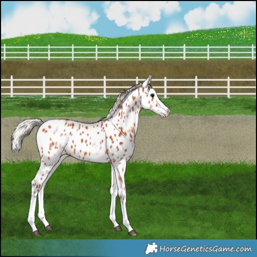 Horse Color:White Spotted Silver Bay Splash Appaloosa 
