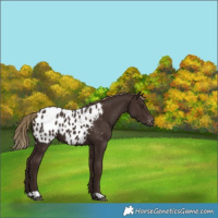 Horse Color:Liver Chestnut Appaloosa 