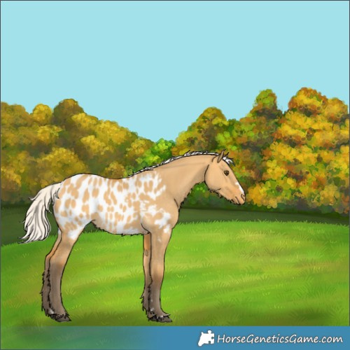 Horse Color:Silver Buckskin Dun Blanket 