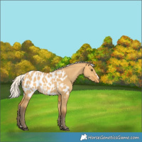 Horse Color:Silver Buckskin Dun Appaloosa 