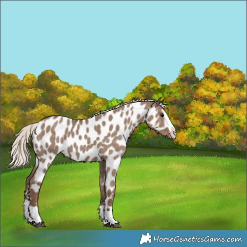 Horse Color:Silver Grullo Splash Near Leopard 
