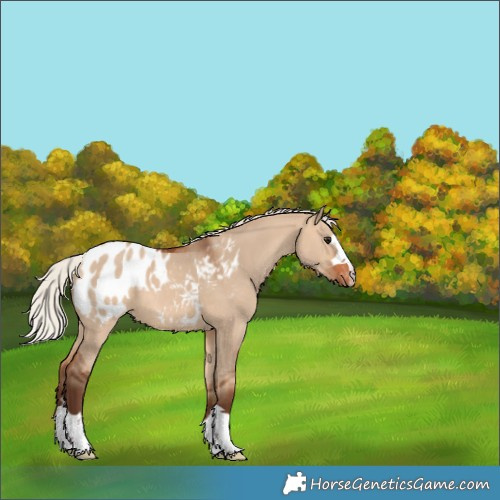 Horse Color:Silver Bay Dun Blanket