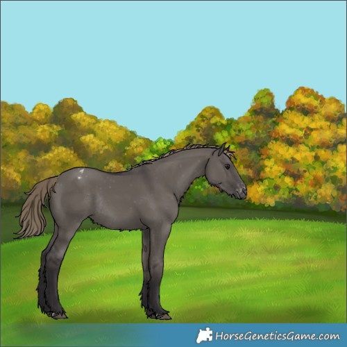 Horse Color:Smoky Grullo Varnish Rabicano 
