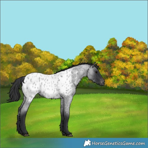 Horse Color:Blue Roan Near Leopard Rabicano 