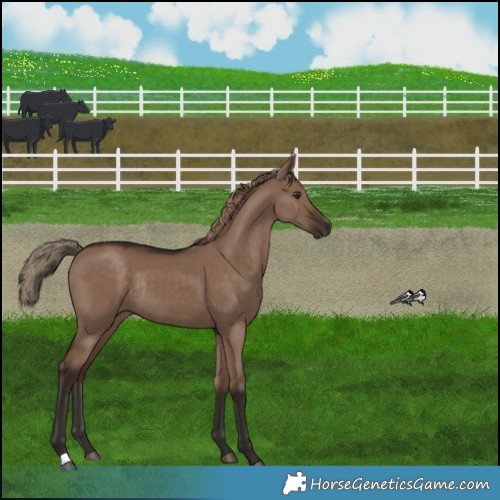 Horse Color:Liver Red Dun Rabicano 