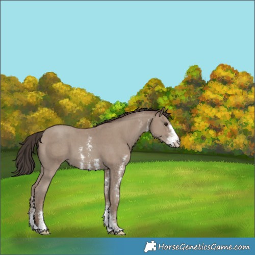 Horse Color:Classic Champagne Sabino 
