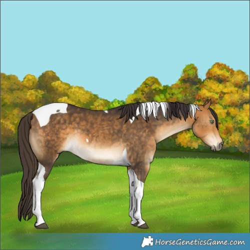 Horse Color:Buckskin Tobiano