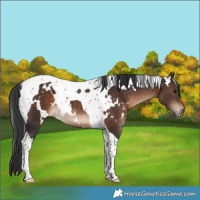 Horse Color:White Spotted Brown Tobiano Rabicano