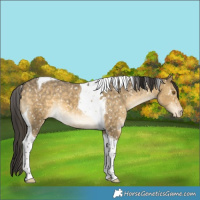 Horse Color:Buckskin Dun Tobiano Snowflake Varnish 