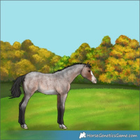 Horse Color:Brown Roan Frame 