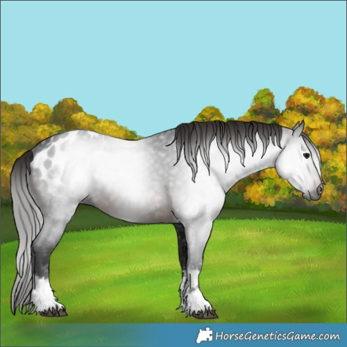 Horse Color:Gray White Spotted Brown Blanket Rabicano 