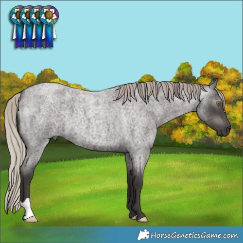 Horse Color:Gray Silver Blue Roan 
