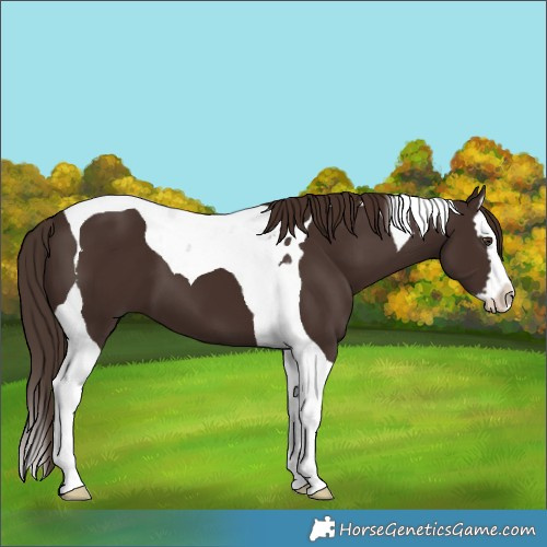 Horse Color:Liver Chestnut Splash Tobiano 