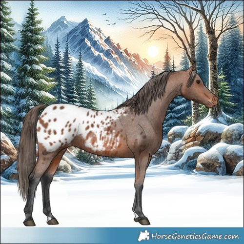 Horse Color:Bay Blanket Rabicano 