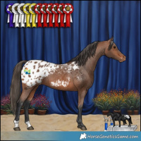 Horse Color:Bay Appaloosa Rabicano 