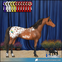 Horse Color:Bay Appaloosa Rabicano 