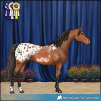 Horse Color:Bay Appaloosa Rabicano