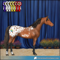 Horse Color:Bay Appaloosa Rabicano 
