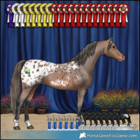 Horse Color:Bay Appaloosa Rabicano 