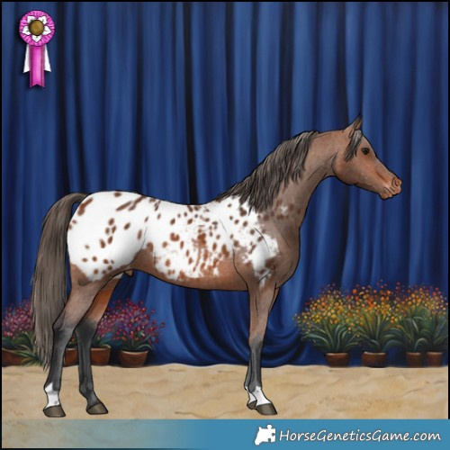 Horse Color:Bay Appaloosa Rabicano 