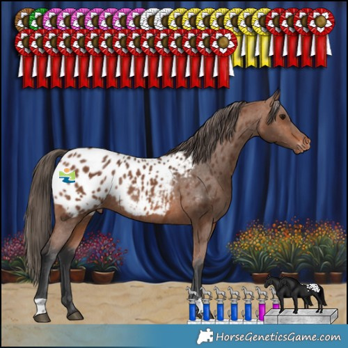 Horse Color:Bay Appaloosa Rabicano