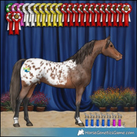 Horse Color:Bay Appaloosa Rabicano 