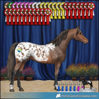 Horse Color:Bay Appaloosa Rabicano