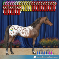 Horse Color:Bay Appaloosa Rabicano 
