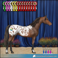 Horse Color:Bay Appaloosa Rabicano 