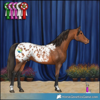 Horse Color:Bay Appaloosa Rabicano