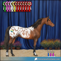 Horse Color:Bay Appaloosa Rabicano 